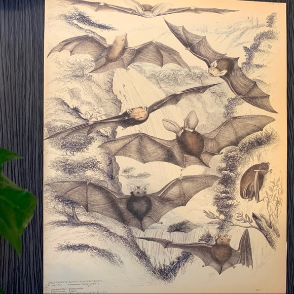 Vintage Biodiversity Bat Scientific Chart 8x10 Print - Picture 4 of 6